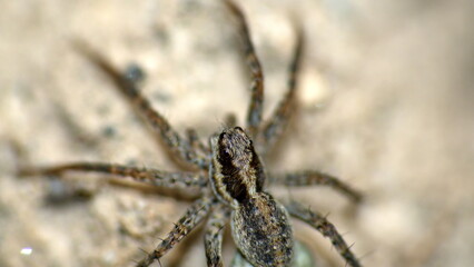 Wolf spider in Cotacachi, Ecuador