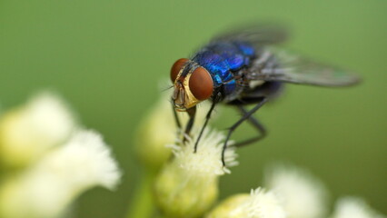 Close up of a blowfly on a cluster of white wildflowers in Cotacachi, Ecuador