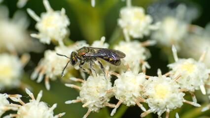 Gold sweat bee on a cluster of white wildflowers in Cotacachi, Ecuador