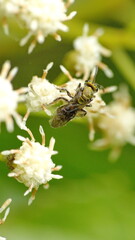 Gold sweat bee on a cluster of white wildflowers in Cotacachi, Ecuador