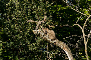 The young raccoon (Procyon lotor) on a tree. Native animal in America, invasive species in Europe.