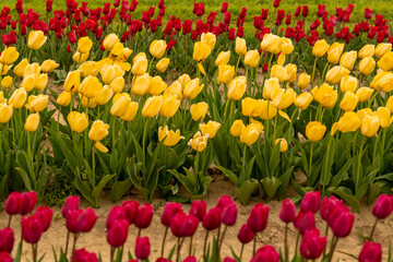 Obraz premium Field of Mixed Colors Tulips in Bloom Background in New Jersey USA. High quality photo