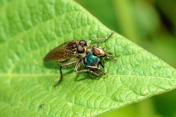 Assassin bug eating a blowfly in Cotacachi, Ecuador