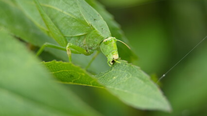 Green katydid on a leaf in Cotacachi, Ecuador