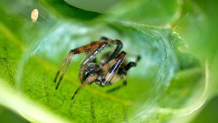 Spider in a bent leaf in Cotacachi, Ecuador