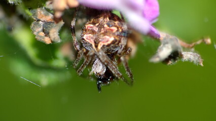 Spider in a web on a lantana flower in Cotacachi, Ecuador