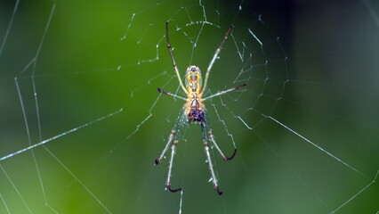Orchard spider in a web in Cotacachi, Ecuador