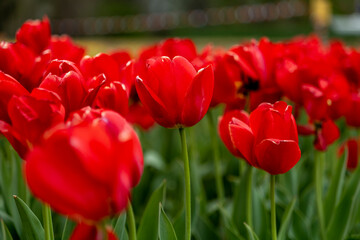 Obraz premium Large field of red tulips in New Jersey USA. High quality photo