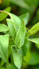 Green katydid on a leaf in Cotacachi, Ecuador