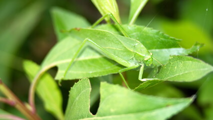 Green katydid on a leaf in Cotacachi, Ecuador