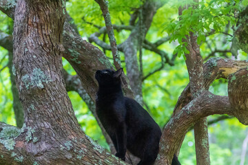cat on a tree