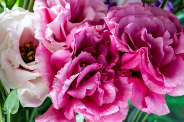 Multicolor Prairie gentian Lisianthus Eustoma flowers bouquet closeup