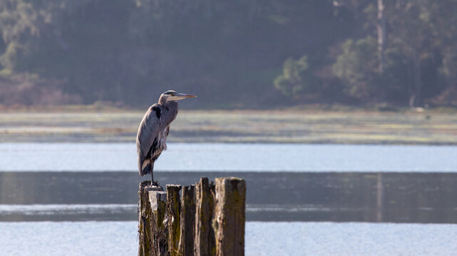 Blue Heron wading bird at Kirby Park the Elkhorn Slough on the central coast of California United States