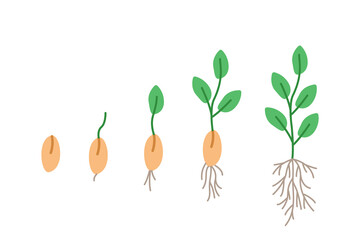 Stages of seed germination, vector illustration of gardening seedlings, doodle style.