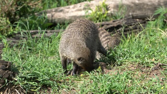  A female banded mongoose urinates on a stone, another rubs her rear end on it.
