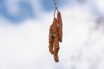 Spring flowers on a blue background (copy space).