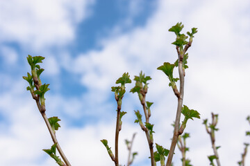Bushes of young currant with blossoming leaves.