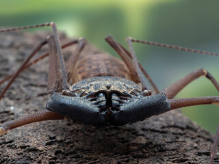 P4260029 close-up of a tailless whip scorpion, Phrynus barbadensis, facing the camera cECP 2022