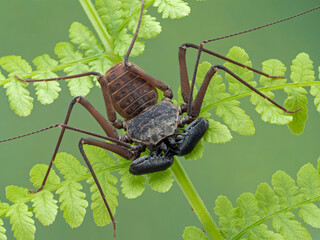 P4260036 tailless whip scorpion, Phrynus barbadensis, resting on fern cECP 2022