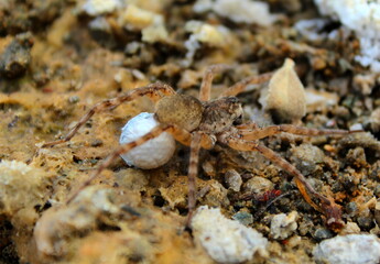 Araña con huevo.