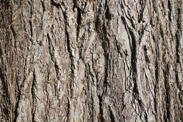 Obraz premium .Old tree bark.