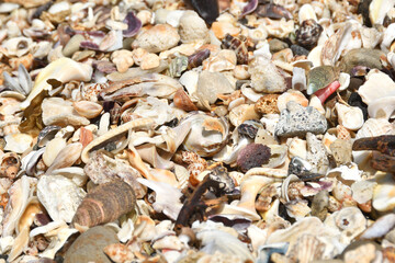 貝殻の砕けてできた砂と貝殻