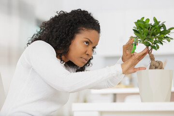 woman during bonsai tree pruning