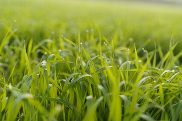 fresh green wheat field with water drops