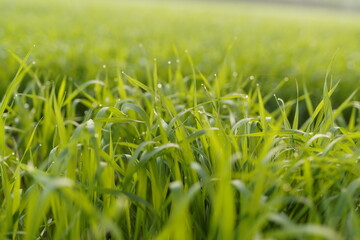 fresh green wheat field with water drops
