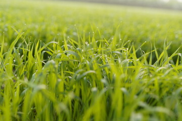 fresh green wheat field with water drops