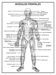Diagram of the frontal muscles of the human body in black and white, with names, on a white background, ideal for learning and school. 02 march 2022, Mexico City 