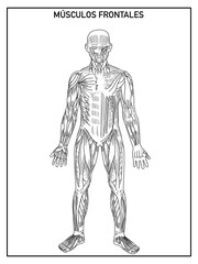 Fototapeta na wymiar Diagram of the frontal muscles of the human body in black and white, without names, on a white background, ideal for learning and school