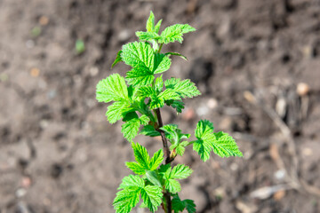 A young bush of green raspberries in the garden.