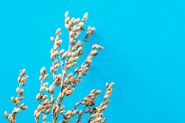 Dry herbarium on a blue background.