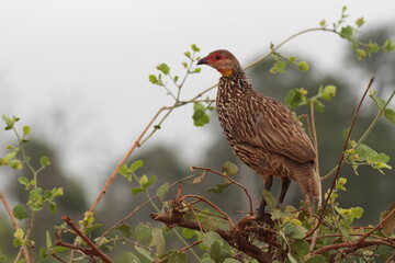 木の上にいるyellow-necked spurfowl