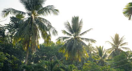 Fototapeta na wymiar tropical leaves and trees background