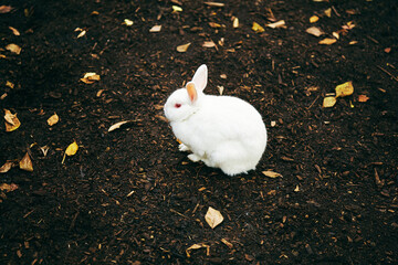 Rabbit