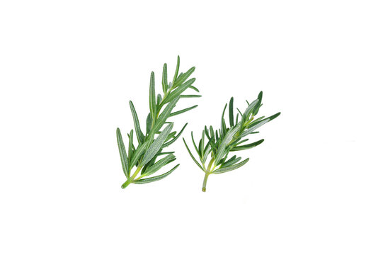 Fresh green rosemary isolated on a white background.