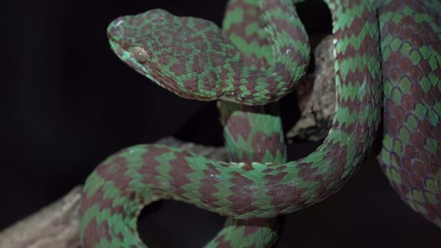 Highly Venomous Trimeresurus venustus Snake On the Dark. - close up