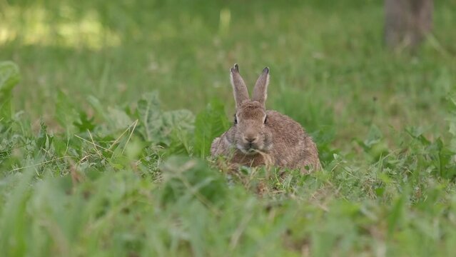 Oryctolagus cuniculus Wild European Rabbit sitting and eating grass