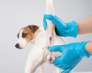 Veterinarian doing a rectal examination to a jack russell terrier dog.  - obrazy, fototapety, plakaty