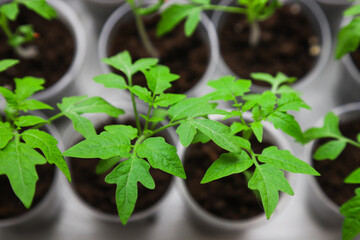 Young tomato seedlings in pots on a white window. Close-up. Seedlings and harvest