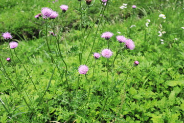 野に咲く春のノハラアザミ