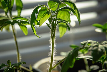 Tomato sprouts on the window. Close-up of seedlings.