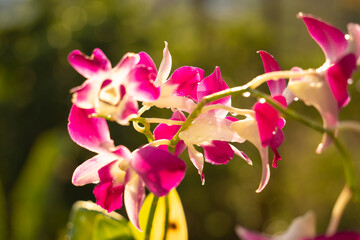 Obraz premium Flowers on the bush at summer teracce in the garden