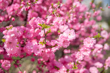 활짝 핀 봄꽃들
