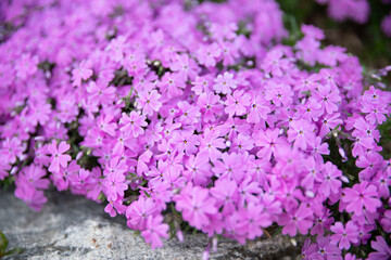 활짝 핀 분홍꽃