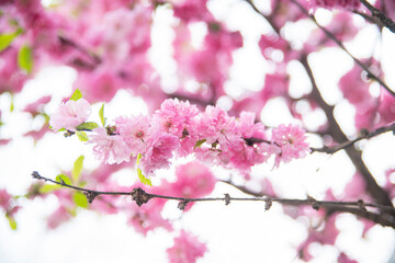 활짝 핀 봄 꽃나무 - obrazy, fototapety, plakaty