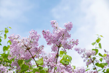 향기로운 라일락
