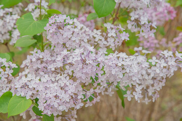 향기로운 라일락